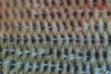 Close up of fish skin texture background. Macro view of fish skin.