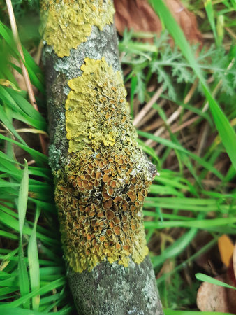 Moss on the trunk of a tree in the forest, close-up