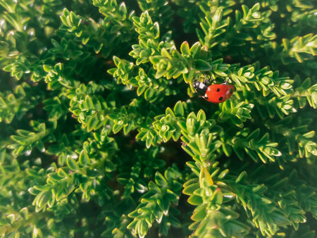Ladybug on a green leaf in the garden. Nature background.