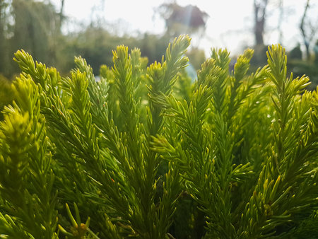 Green coniferous branches in the sunlight, close-up.の写真素材