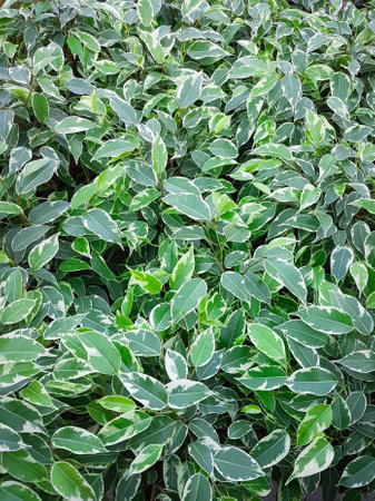 Close up view of the green leaves of ficus benjamina