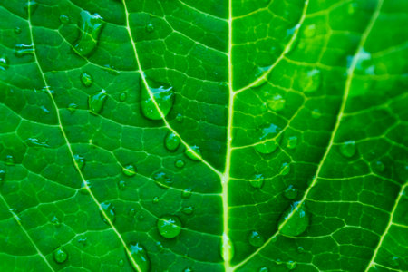 Green leaf with water drops close-up. Abstract nature background.