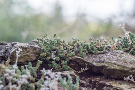 Close up of moss growing on a rock. Natural background. Selective focus.