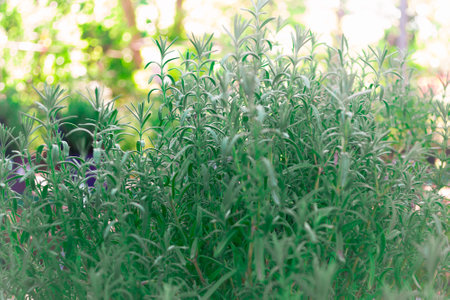 Rosemary plants in the garden. Selective focus. Nature.の写真素材
