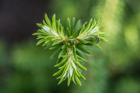 Young spruce branch with green leaves on a background of green leavesの写真素材