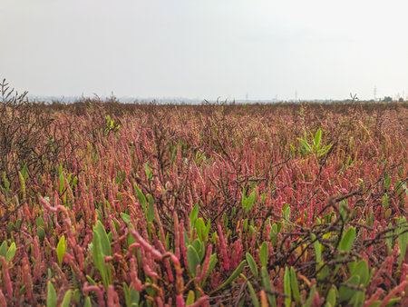Carpobrotus edulis,Gran Canaria,Spain