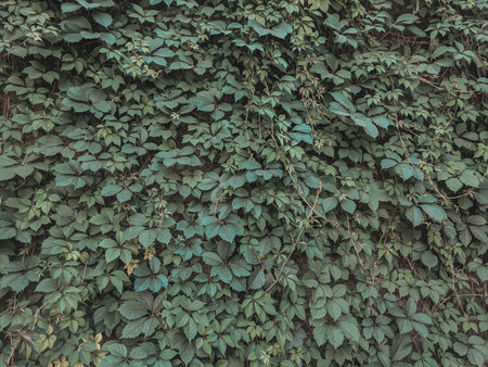 Green ivy leaves wall background. Green ivy wall texture.