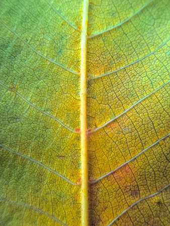 Close up of a green leaf with yellow veins. Abstract background.