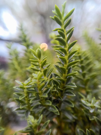 Close up of a green plant in the garden with blurred background.の写真素材