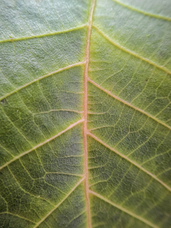 Close up of a green leaf with veins and veins. Macro shot.