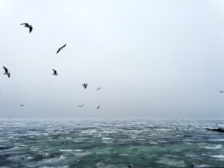 Seagulls flying over the sea in a foggy day