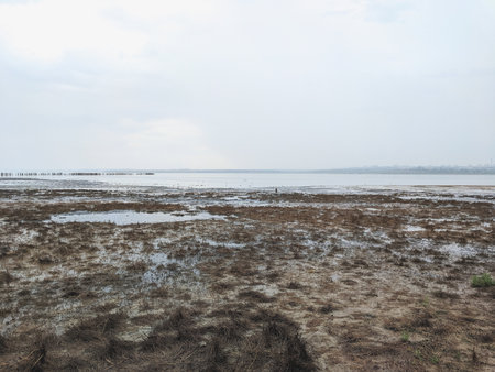 landscape of wetland during low tide in the gulf of Thailand