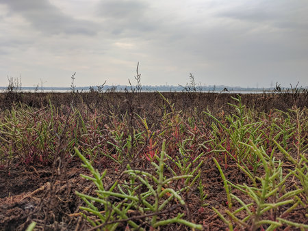 Plant in a field