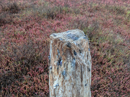 Wooden post in the meadow with red heather plants.