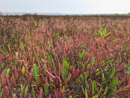 Close up of a variety of succulent plants growing in a fieldの写真素材