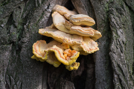 Lingzhi mushroom (Lingzhi mushroom) on a treeの写真素材