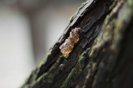 Amber resin on the bark of a tree. Close-up.の写真素材