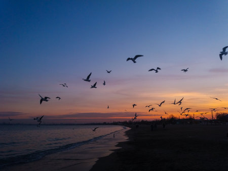 Seagulls flying over the Baltic Sea at sunset, Polandの写真素材