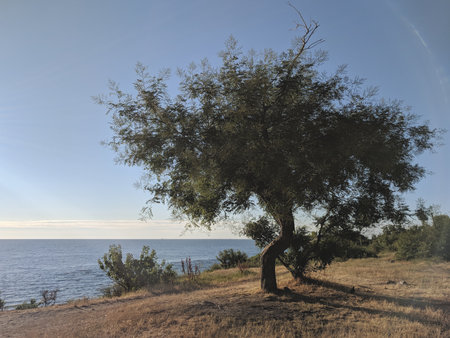 Olive tree on the coast of the Black Sea in Bulgaria.の写真素材