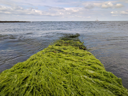 Green algae on a jetty in the Baltic Sea, Germany.