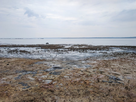 Mangrove at low tide on the Gulf of Finland.