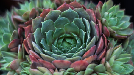 Succulent plant close-up. Echeveria succulentの写真素材