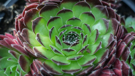 Succulent plant close up. Echeveria sempervirensの写真素材