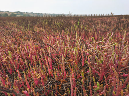 Carpobrotus edulis plant in the field