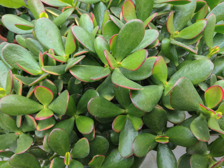 Close up of succulent plant in the garden. Nature background.の写真素材