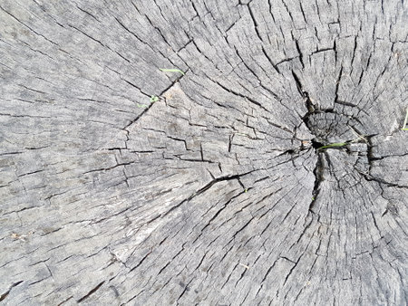 Closeup of old wood texture with cracks. Abstract background for design.