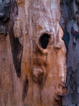 Close up of old tree bark texture with holes in it, natural background