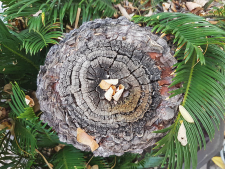 Old tree stump in the garden with green leaves background, top viewの写真素材