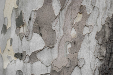 Bark of eucalyptus tree. Texture, backgroundの写真素材