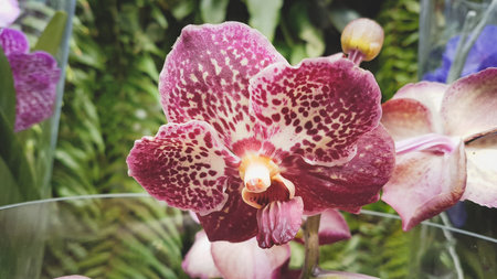 Beautiful orchids in the garden,vintage color tone