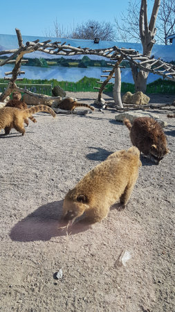 Brown bear cubs in the zoo. Wild animals in captivity.の写真素材