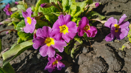 Primrose - Latin name - Primula xylocarpaの写真素材