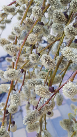 Flowering willow branches in the spring, close-up