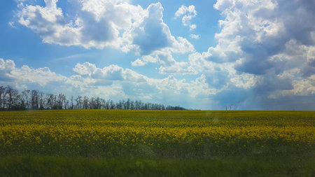 Field of yellow rape and blue sky with white clouds. Spring landscape.