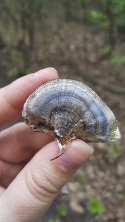 Ganoderma Lucidum - Ling zhi mushroom in hand