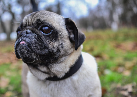 Cute pug dog in the autumn park. Selective focus.の写真素材