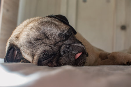 Pug dog sleeping on the bed. Shallow depth of field.の写真素材
