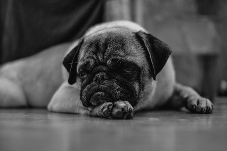 Pug dog lying on the floor. Black and white photo.の写真素材