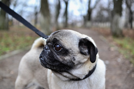 Portrait of a pug dog on a leash in the parkの写真素材