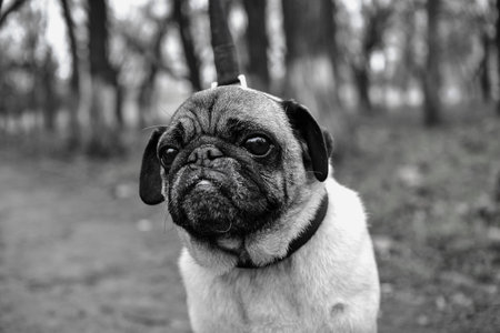Portrait of a pug dog in the park. Black and white photo.の写真素材
