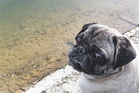 Cute pug dog is sitting on the ground beside the river.の写真素材