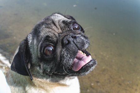 Cute pug dog on the beach in summer day. Close up.の写真素材