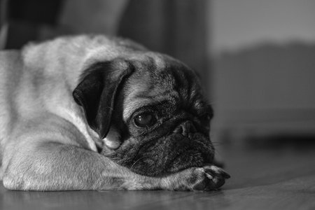 Black and white photo of a pug lying on the floor.の写真素材