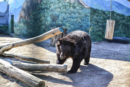 Black bear in the zoo. Animal in the zoo. Black bear
