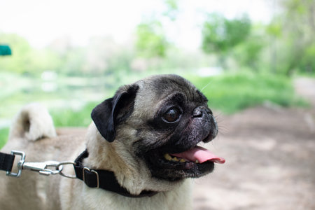 Cute pug dog in the park. Shallow depth of field.の写真素材