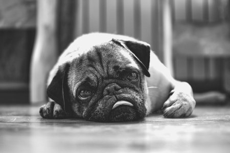 Black and white picture of a sad pug lying on the floorの写真素材